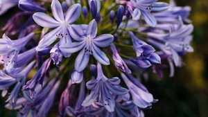 Цветочный фестиваль «Оттепель чувств» стартовал в Санкт-Петербурге