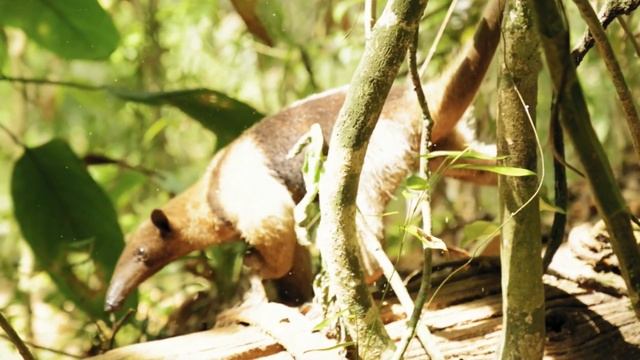 Cute animals sounds aroud us: zebra, panda, fox, cat, rabbit, giraffe, limur, pelican, penguin.... смотреть онлайн