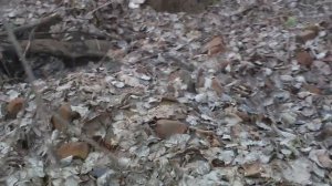 Весенний выезд на коп. Байки от Робокопа