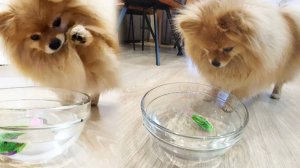 Бася поймала электрическую рыбу для кота!