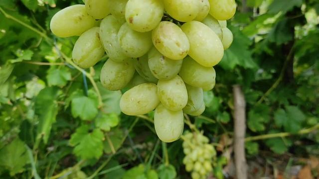Сорт винограду "Ландиш".Який він на Київщині. смотреть онлайн