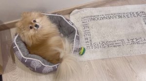 Получится ли выманить Басю на прогулку?