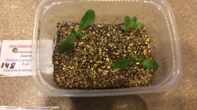 ОСТЕОСПЕРМУМ 19.02.18