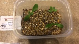 ОСТЕОСПЕРМУМ 19.02.18