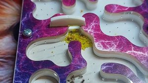 Земляные муравьи. Мой второй муравейник.