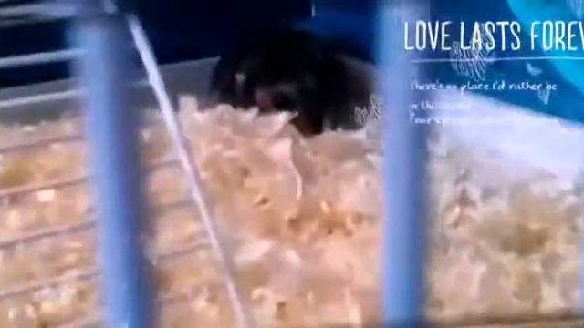 Шустрик и Фома 