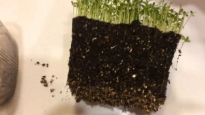 Брахикома 27.02.18 Пикировка брахикомы