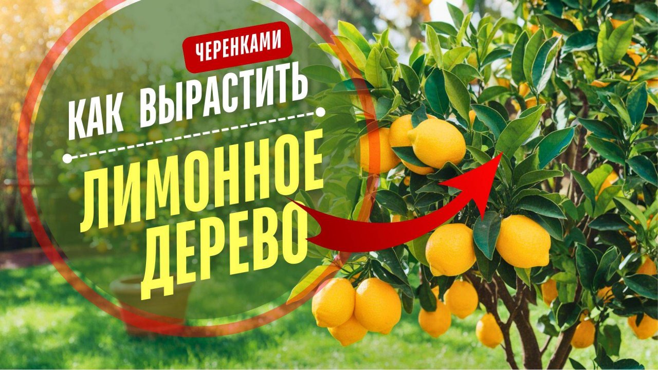 СЕКРЕТЫ. 🍋 Как вырастить лимонное дерево в домашних условиях