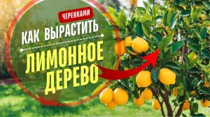 СЕКРЕТЫ. 🍋 Как вырастить лимонное дерево в домашних условиях