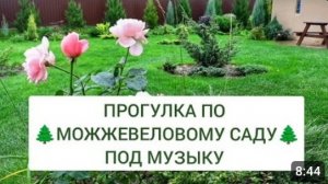 ПРОГУЛКА ПО 🌲МОЖЖЕВЕЛОВОМУ САДУ🌲 ПОД МУЗЫКУ. 5.10.2024г.
