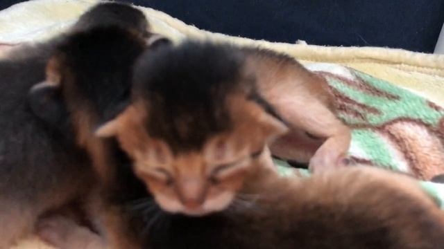 Жизнь нашего питомника. Абиссинские котята смотреть онлайн