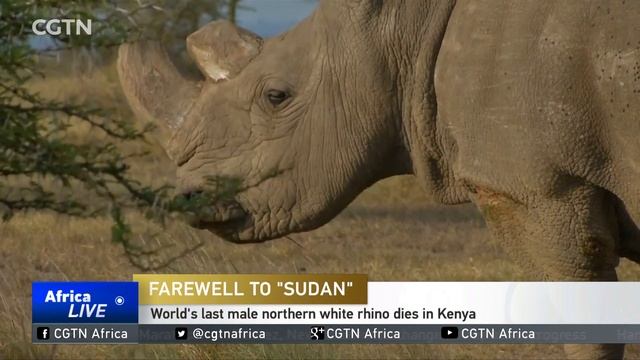 World's last male northern white rhino dies in Kenya смотреть онлайн