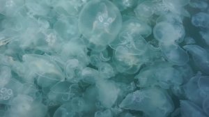 Скопление медуз