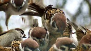 Воробьи в кормушке - большой обед