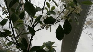 Цветёт мандариновое дерево, мандарин даёт плоды круглый год