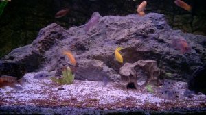 Malawi-Kinderzimmer: Pseudotropheus Saulosi coral, Aulonocara red rubin, Lab.trewavasae chilumba re