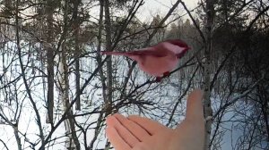 Голодные синицы на росляковской лыжне