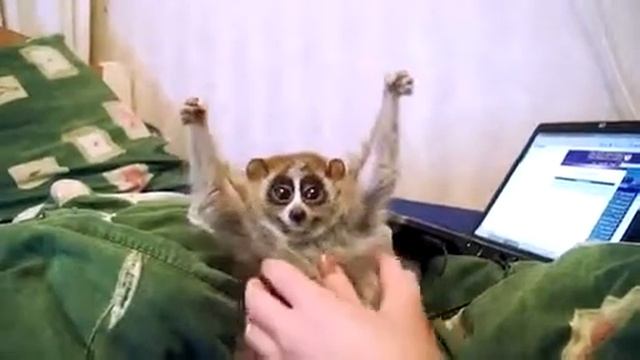 very cute animals (самые милые животные) смотреть онлайн