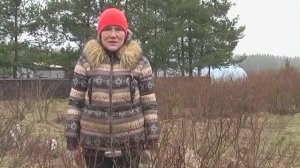 Как правильно обрезать голубику
