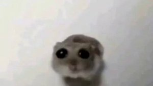 Грустный хомяк ಥ╭╮ಥ