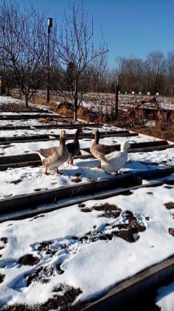 Сюрприз от гусей.