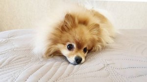 Понравится ли Басе новое покрывало?