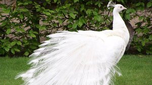 Белый павлин – самая чудная птица на всей земле