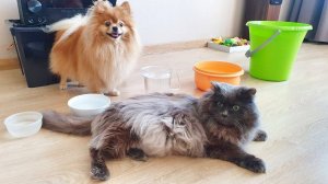 Бася и Рыся выбирают лучшую посуду для питья!