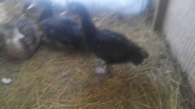 Утрений обзор. Мускусные утки, куры, коза и поросята Вьетнамские. смотреть онлайн