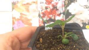 Бальзамин 26.02.18 Рассада бальзамина