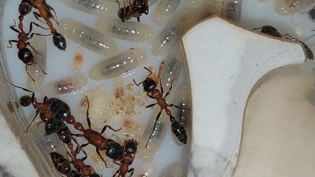 Tetraponera rufonigra (Thailand) 25.12.2022 смотреть онлайн