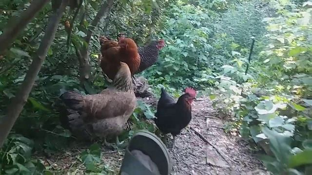A birds eye view of the Goumi harvest.(well a chickens view) смотреть онлайн