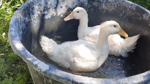 как я спасаю свою птицу от жары