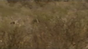 Поместье сурикат 4 сезон 8 серия «Наша сила - в единстве» (документальный сериал, 2005)