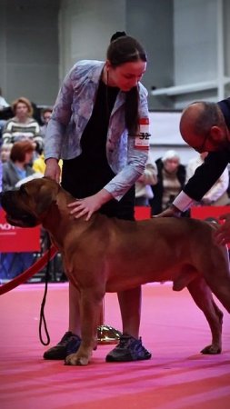 Лучшие Собаки России
Amber Coast Simba #ЛСР #выставка #бурбуль #южноафриканскийбурбуль #собака