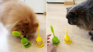 Бася и Рыся знакомятся с неведомыми штуками!