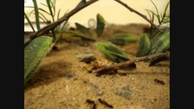 (Awesome ant farm set up!!!) Camponotus noveboracensis in Macrohabitat Outworld [HD] смотреть онлайн