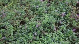 Чай с мятой и базиликом по авторскому рецепту.