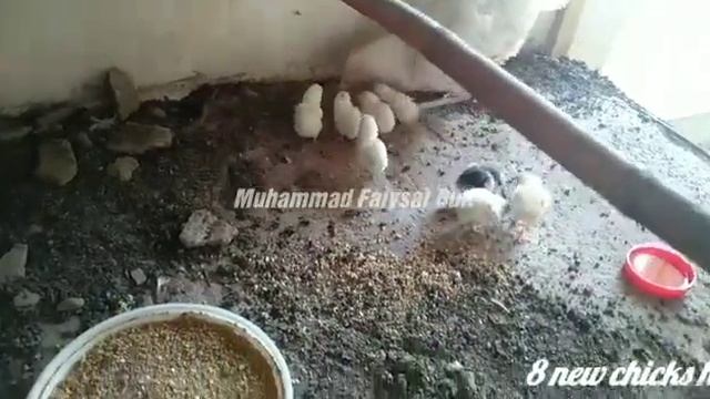 Broody Hen Hatching Chicks ||white Heera Aseel Hen Hatching ||08 Chicks || Broody hen смотреть онлайн