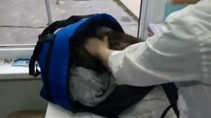 #chortsclip #признаки отёка лёгких у кошки #