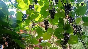 Виноград на подмосковной даче в Быково (Видеоблог Евгения Степанова)