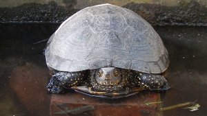 Черепаха Европейская болотная