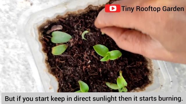 Turtle Vine CareRepottingHow to Grow cuttingIndoor plantSummer Hanging plantUrban GardenBel