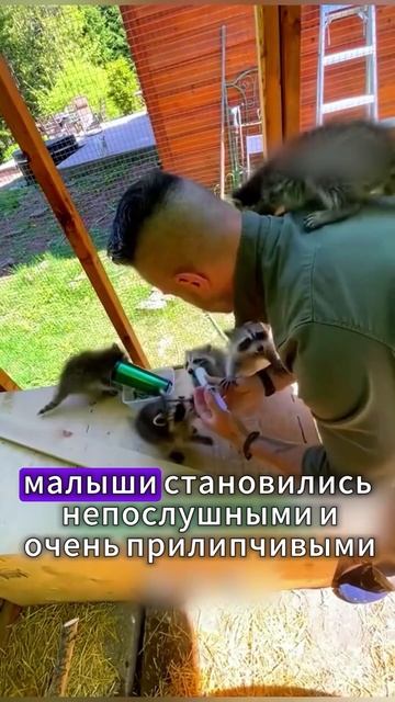 Мужчина нашел и приручил новорожденных енотиков, а потом они пропали #животные #shorts смотреть онлайн