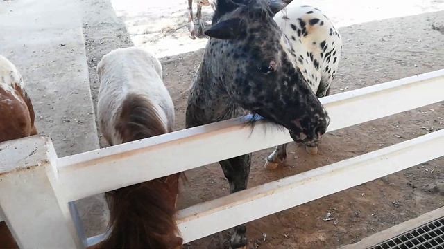 Тайланд. Dairy Farm. Няшная ферма смотреть онлайн