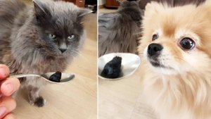 Как Бася и Рыся дегустируют лекарство!