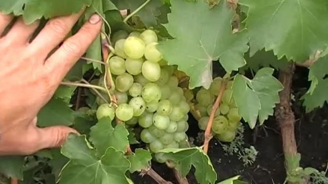 сорт винограда Болгария смотреть онлайн