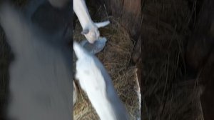 зимовье зверей
