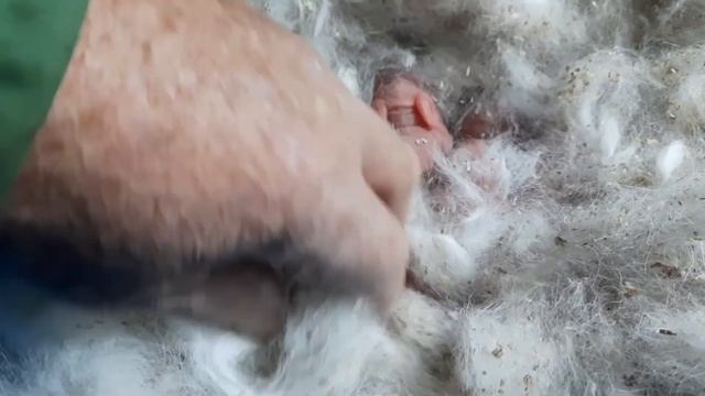 Рождение крольчат. смотреть онлайн