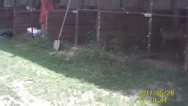 Приют для Животных Best Friends смотреть онлайн